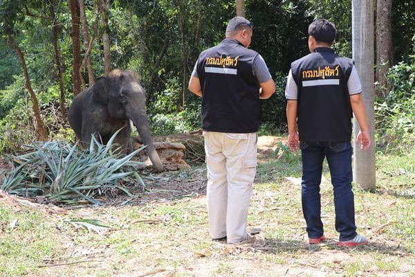 Mahout charged after Italian tourists injured from elephant attack