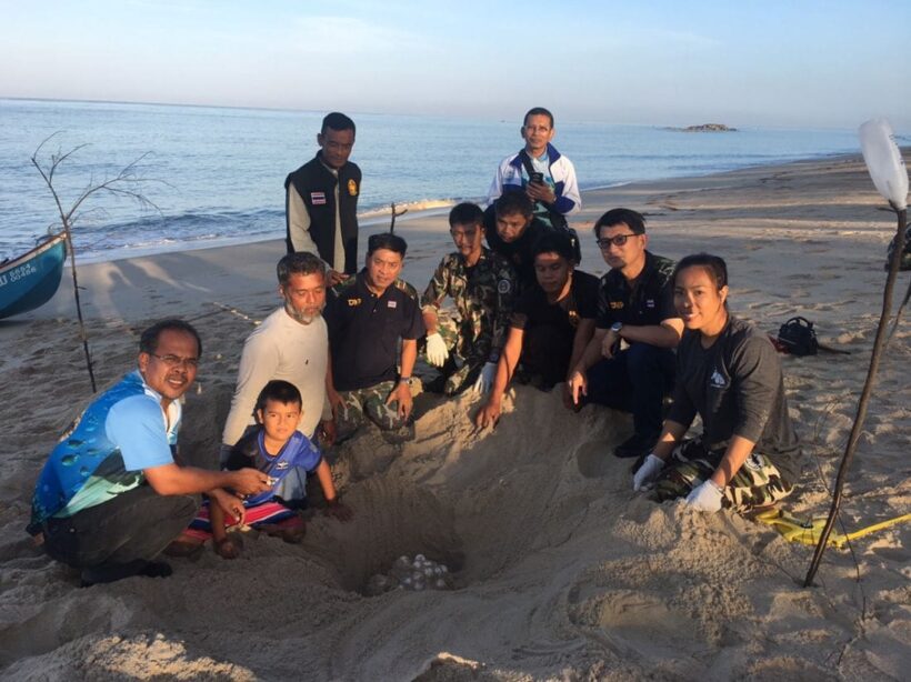 พบรังและไข่เต่าหญ้า 81 ฟอง เป็นครั้งแรกในรอบ 22 ปี | The Thaiger