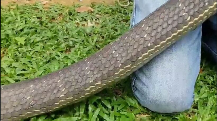 Five metre king cobra caught in Krabi restaurant - VIDEO | News by Thaiger