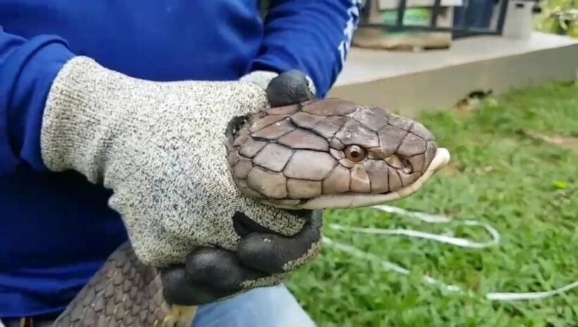 Five metre king cobra caught in Krabi restaurant – VIDEO