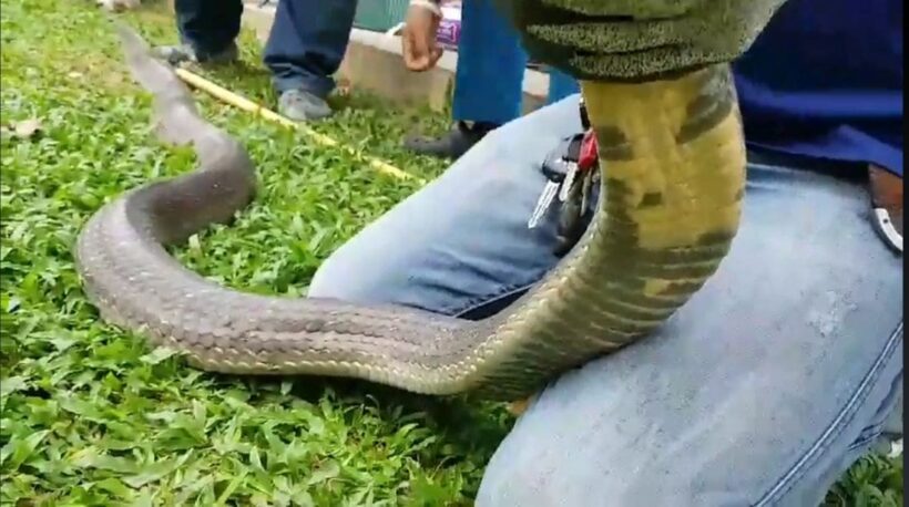 Five metre king cobra caught in Krabi restaurant - VIDEO | News by Thaiger