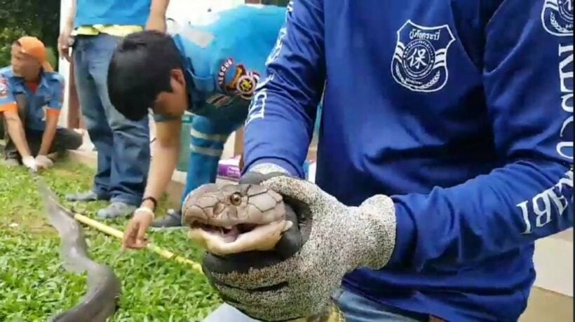 Five metre king cobra caught in Krabi restaurant - VIDEO | News by Thaiger