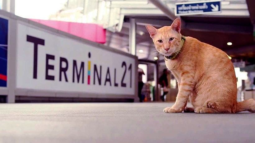 More than 500,000 people say goodbye to Thai celebrity cat “Maew Askoe”