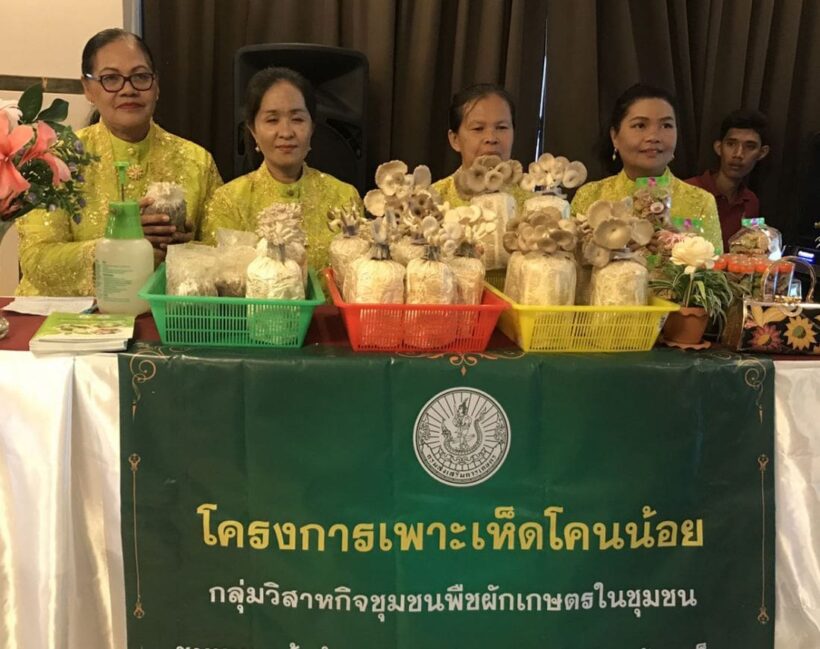 เกษตรภูเก็ต ผลักดันเกษตรแปลงใหญ่สับปะรด ผักเหมียง มะพร้าว เห็ด เป็นอาหารและเครื่องดื่มรองรับนักท่องเที่ยวจากทั่วโลก | The Thaiger