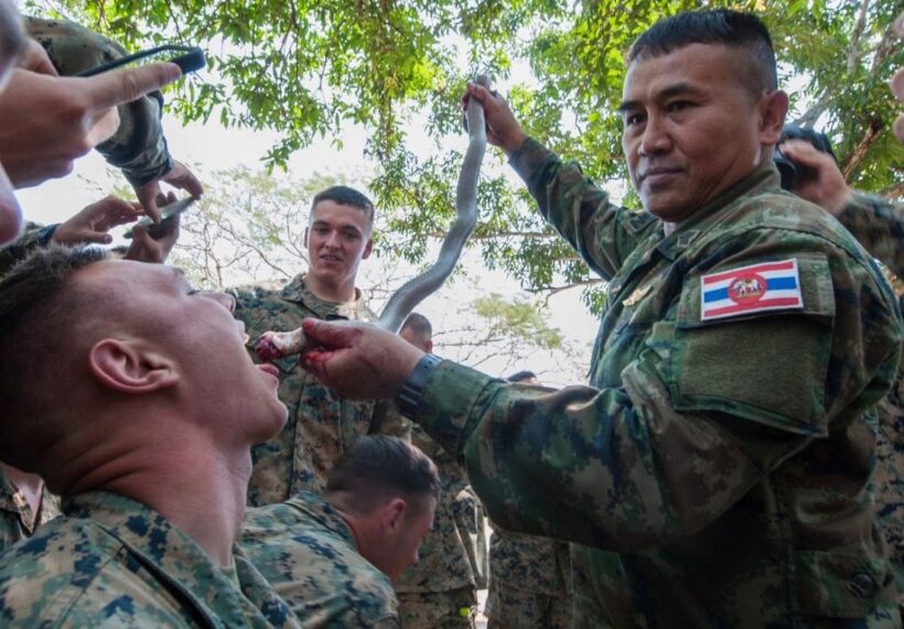 Cobra Gold troops drink blood from decapitated cobras in annual jungle ceremony