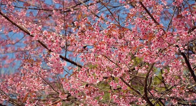 Nan blossoms in pink splendour