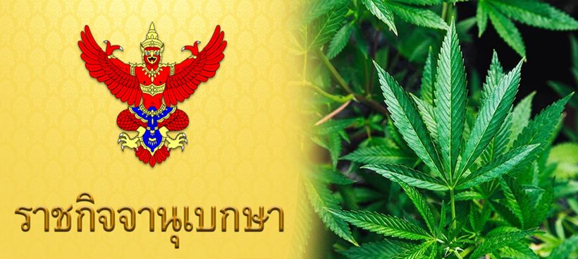 ข่าวดี! ประกาศพ.ร.บ. ปลดล็อก “กัญชา-กระท่อม” ทางการแพทย์แล้ว | The Thaiger