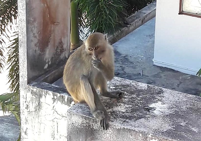 Attack of the macaques – Krabi’s monkeys invade school