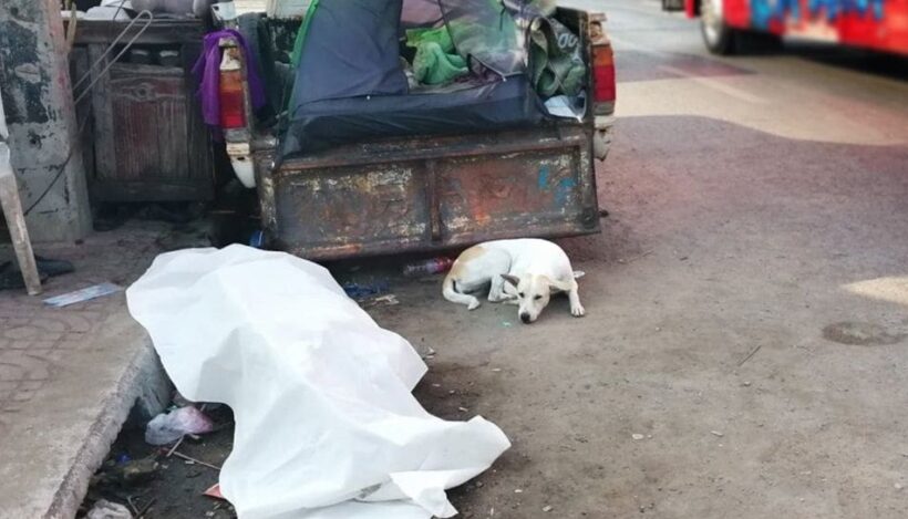 Dog patiently watches over deceased master on Pathum Thani roadside