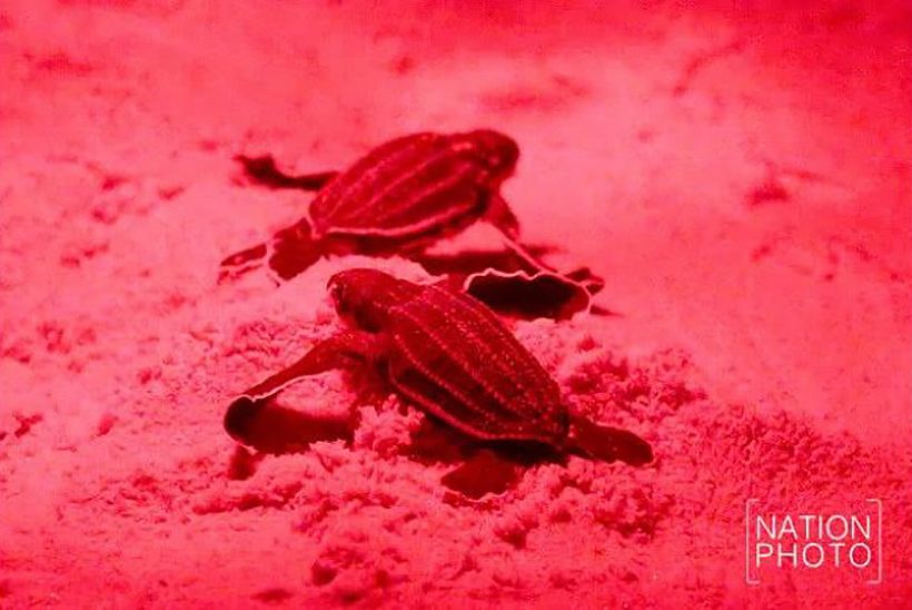 Shy baby turtles get a helping hand in Phang Nga | News by Thaiger