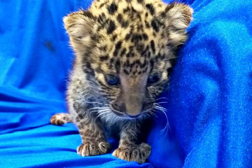 Leopard cub smuggled on a Thai Airways flight from Bangkok to India