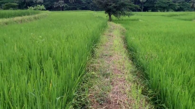 สนช. ล้ม พ.ร.บ. ข้าว รอรัฐบาลใหม่หลังเลือกตั้ง | The Thaiger