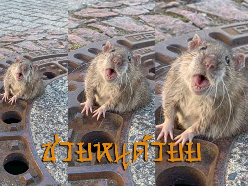 ภาพประทับใจ ทีมกู้ภัยเยอรมันช่วยเจ้าหนูตัวอ้วนตัวติดฝาท่อ | The Thaiger