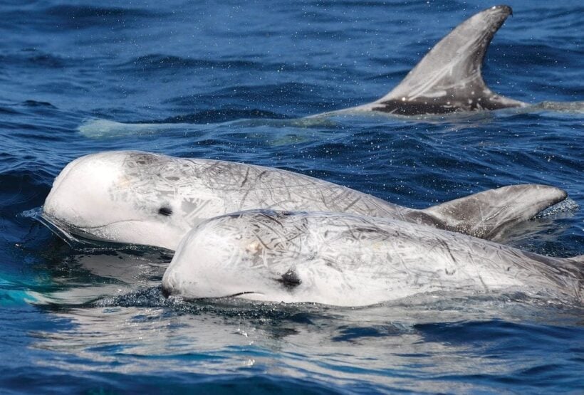 Baby Risso's Dolphin rescued at Railay Beach in Krabi | News by Thaiger