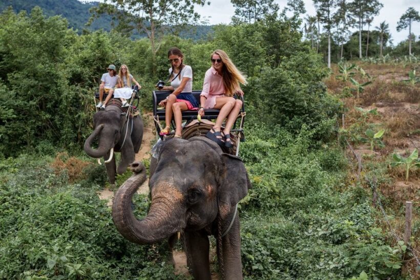 What to do with Thailand’s elephants?