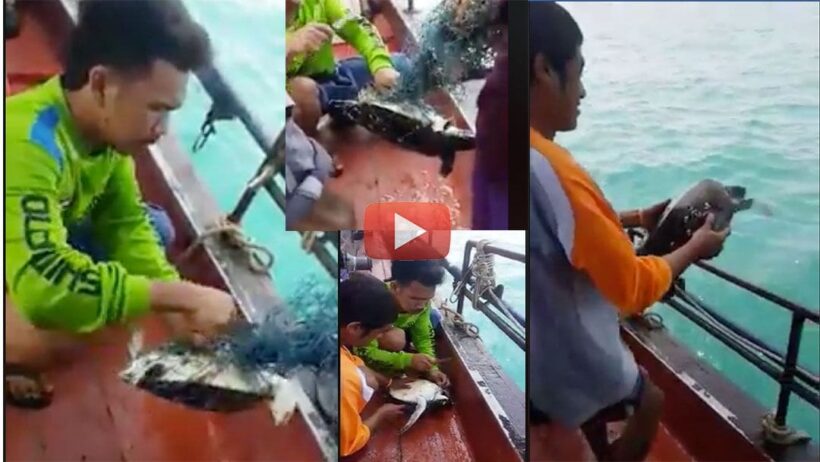 น่าชื่นชม! คลิปนักตกปลาช่วยชีวิตเต่า ติดซากอวนกลางทะเล | The Thaiger