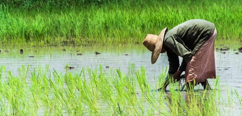 กังวล “ร่างพ.ร.บ.ข้าว” ชาวนาเก็บเมล็ดพันธุ์ใช้เอง มีโทษติดคุก ถูกปรับเป็นแสน! | The Thaiger