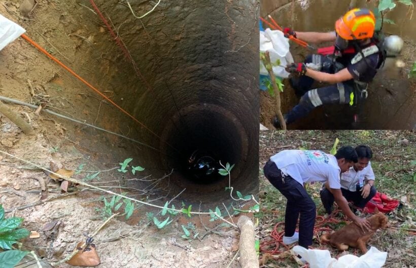 Dog rescued from 10 metre well in Phuket