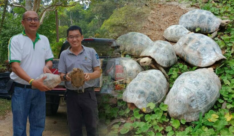 ภูเก็ตส่งมอบเต่าเหลือง 8 ตัวให้สถานีเพาะเลี้ยงสัตว์ป่าพัทลุง หลังพบหลงเข้าบ้านชาวบ้าน | The Thaiger