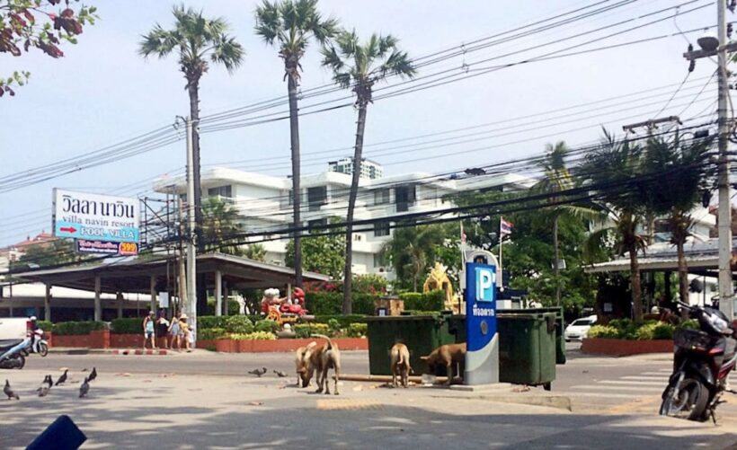 Stray dogs to be rounded up on Jomtien Beach