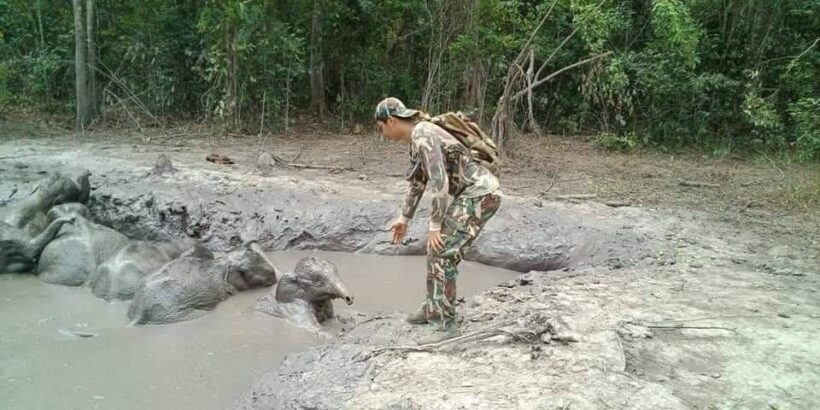 Two day rescue of six baby elephants stuck in mud pool in Nakhon Ratchasima – VIDEO