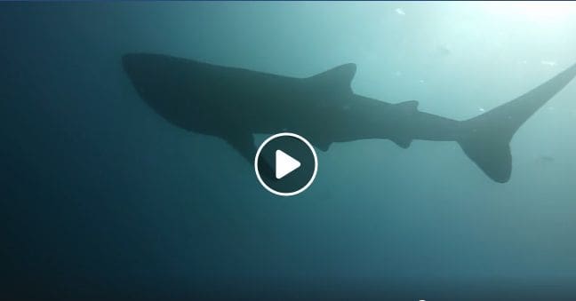 Whale shark sighted off Phang Nga – VIDEO