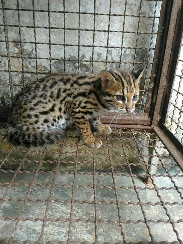 Leopard cat found dumped in plastic box in Kathu