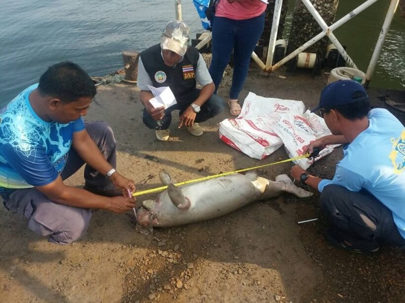 Dead dugong washed up on Trang Beach