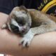 Baby flying lemur and injured slow loris rescued in Phuket | The Thaiger