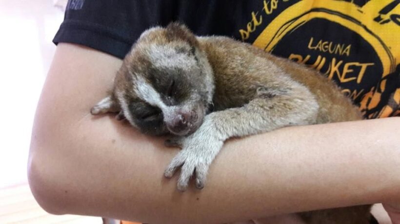 Baby flying lemur and injured slow loris rescued in Phuket