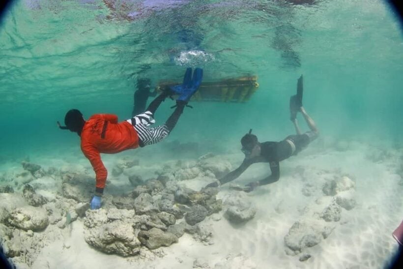 Maya Bay rehabilitation: Volunteer divers needed