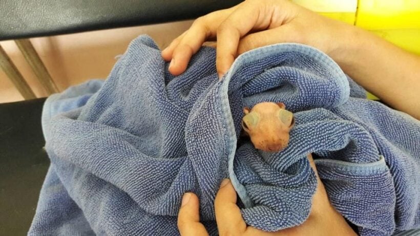 Baby flying lemur and injured slow loris rescued in Phuket | News by Thaiger