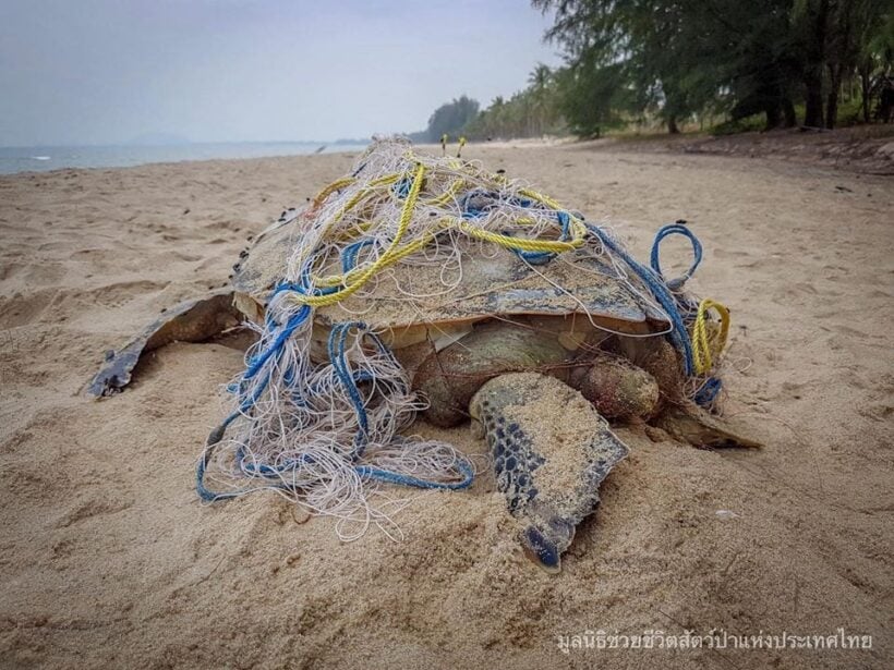 Sea turtle dies after getting tangled in a fishing net – Prachuap Khiri Khan