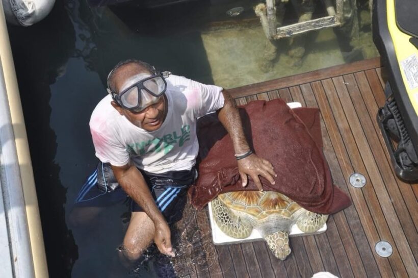 Sea turtle saved after eating fishing net and plastic off Pattaya coast