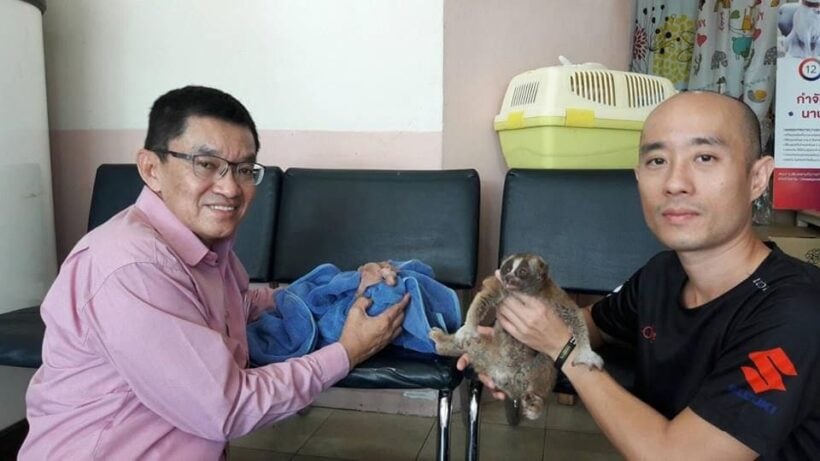 Baby flying lemur and injured slow loris rescued in Phuket | News by Thaiger