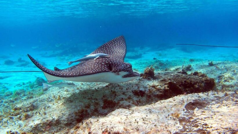 Cooking spotted eagle ray is OK – Fisheries spokesperson