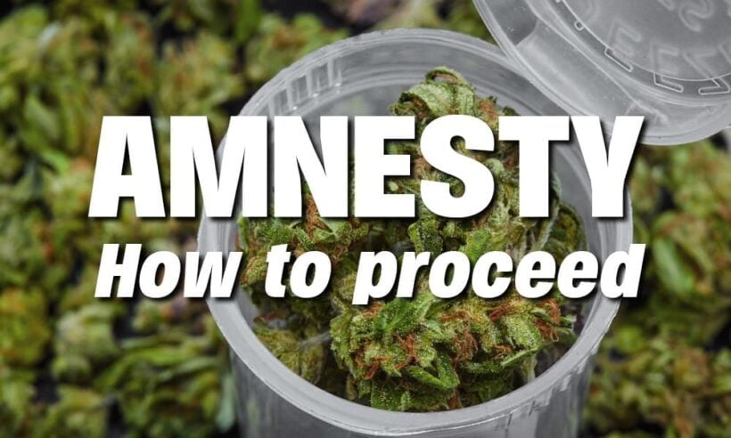 The marijuana amnesty. What does it mean and how can I apply?