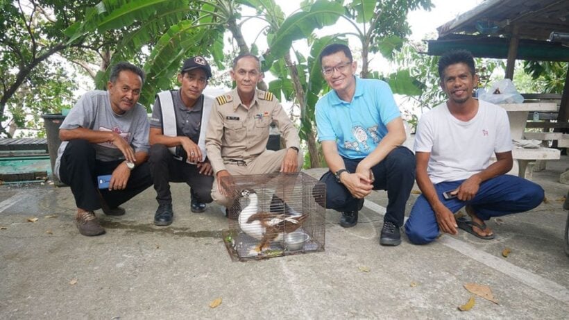 พบนกเป็นหงส์หายาก อาการร่อแร่ คาดบินหลงฝูงมาจากประเทศเพื่อนบ้าน | The Thaiger