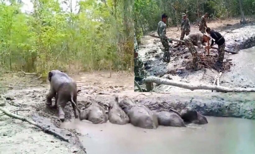 ชื่นชม! เจ้าหน้าที่อุทยานฯทับลาน ช่วยลูกช้างป่าตกบ่อโคลน คาดแช่โคลนมาแล้วกว่า 2 วัน | The Thaiger