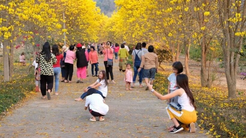 Tourists head to Nan for stunning yellow blossoms