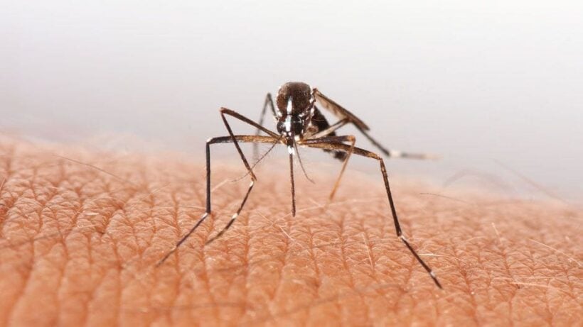 Mosquito-borne virus spreads in Pattaya