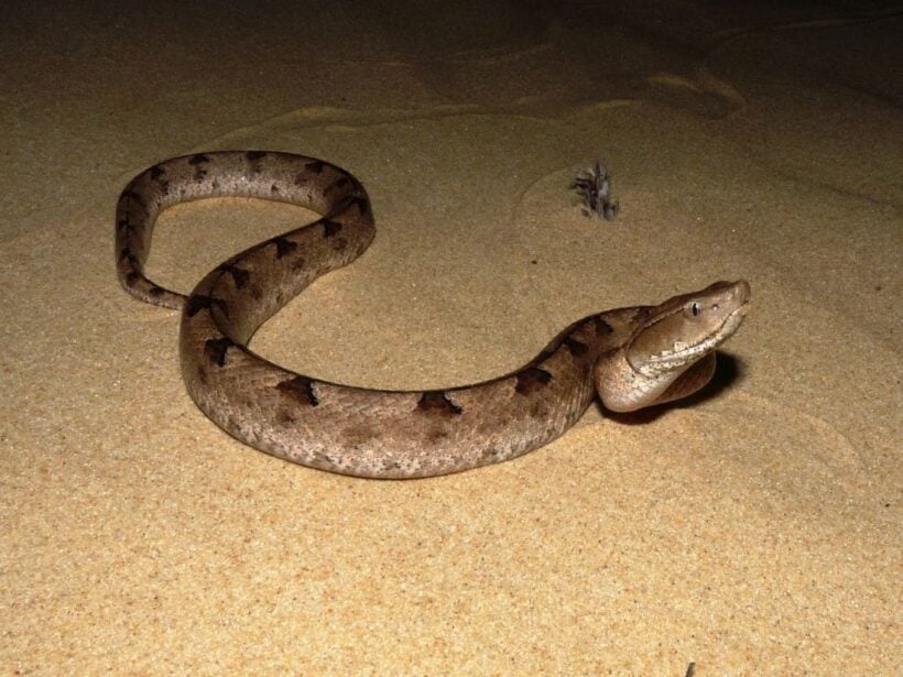 German tourist bitten by snake in Krabi temple | News by Thaiger