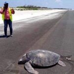 Sea turtle returns to its nesting place &#8211; it&#8217;s now an airport! | Thaiger
