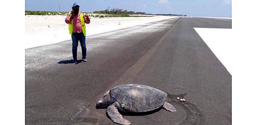 Sea turtle returns to its nesting place – it’s now an airport!