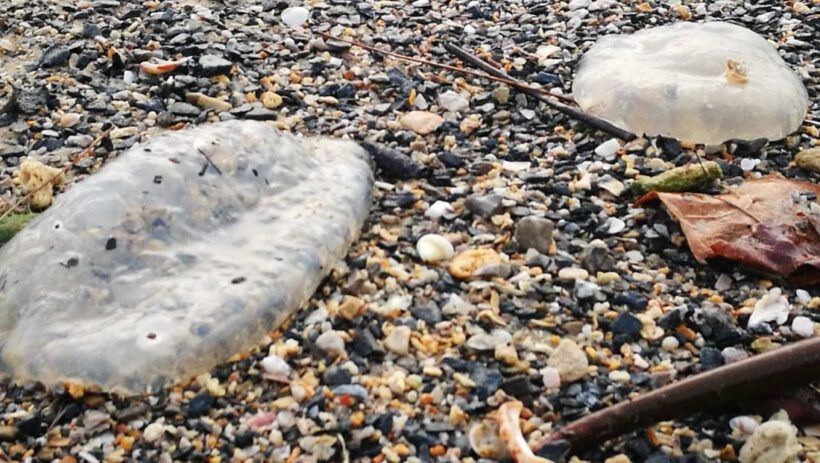 Hundreds of dead jelly fish wash up on a Krabi Beach