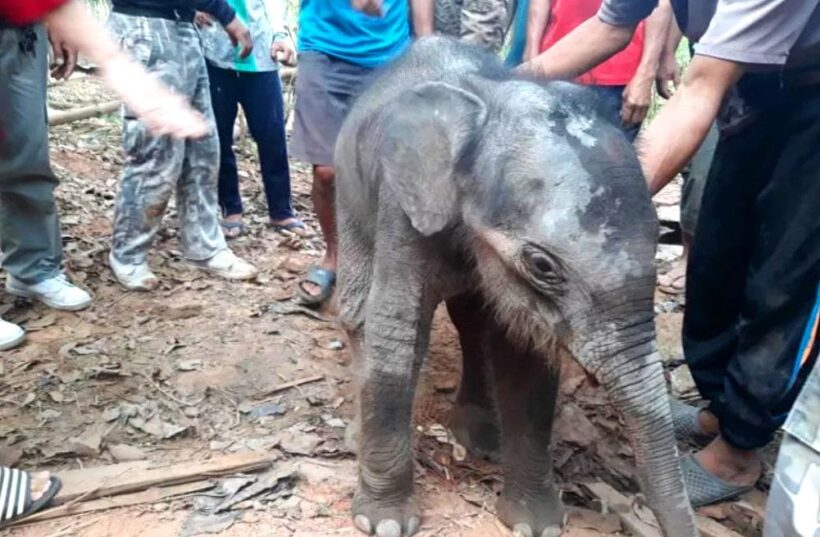 Rescued baby elephant transferred to specialist elephant hospital in Surin