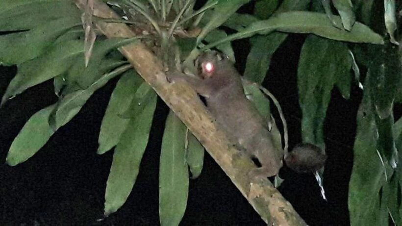 Slow loris released back into Phuket forest