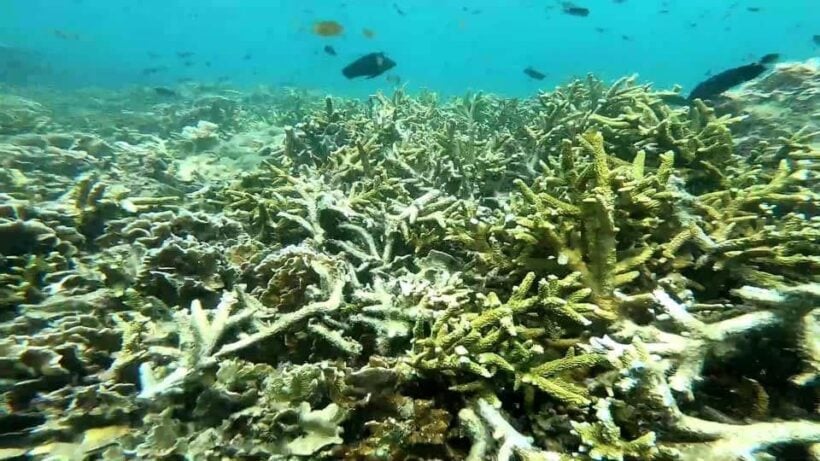 Coral in Trang extensively damaged after tourist influx over Songkran