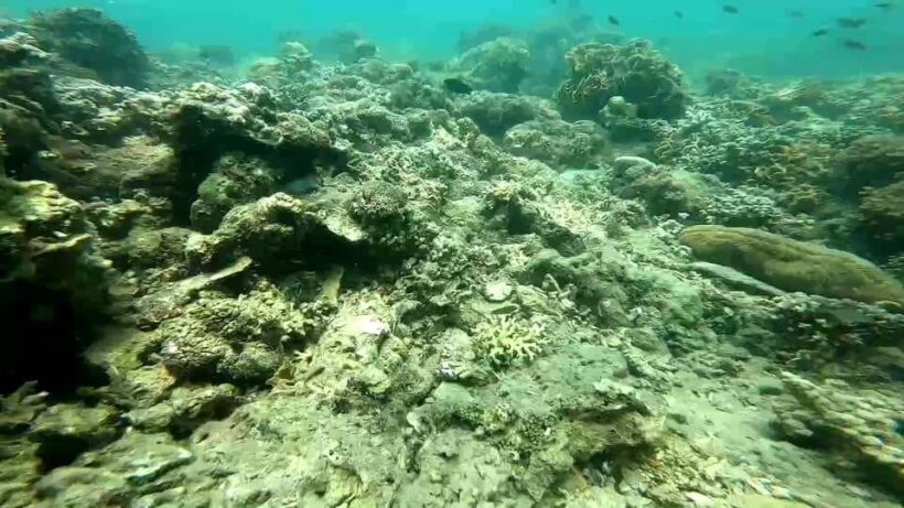 Coral in Trang extensively damaged after tourist influx over Songkran | News by Thaiger