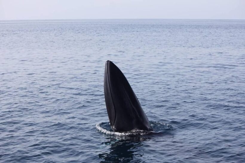 Omura's whale sighted of Koh Similan in Phang Nga | News by Thaiger